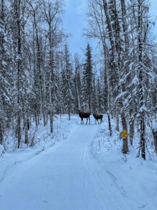 Alaska Snowmobile Tours Anchorage Guided Backcountry Bucket List